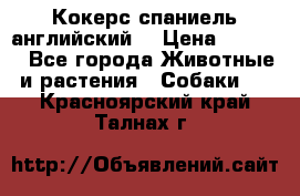 Кокерс спаниель английский  › Цена ­ 4 500 - Все города Животные и растения » Собаки   . Красноярский край,Талнах г.